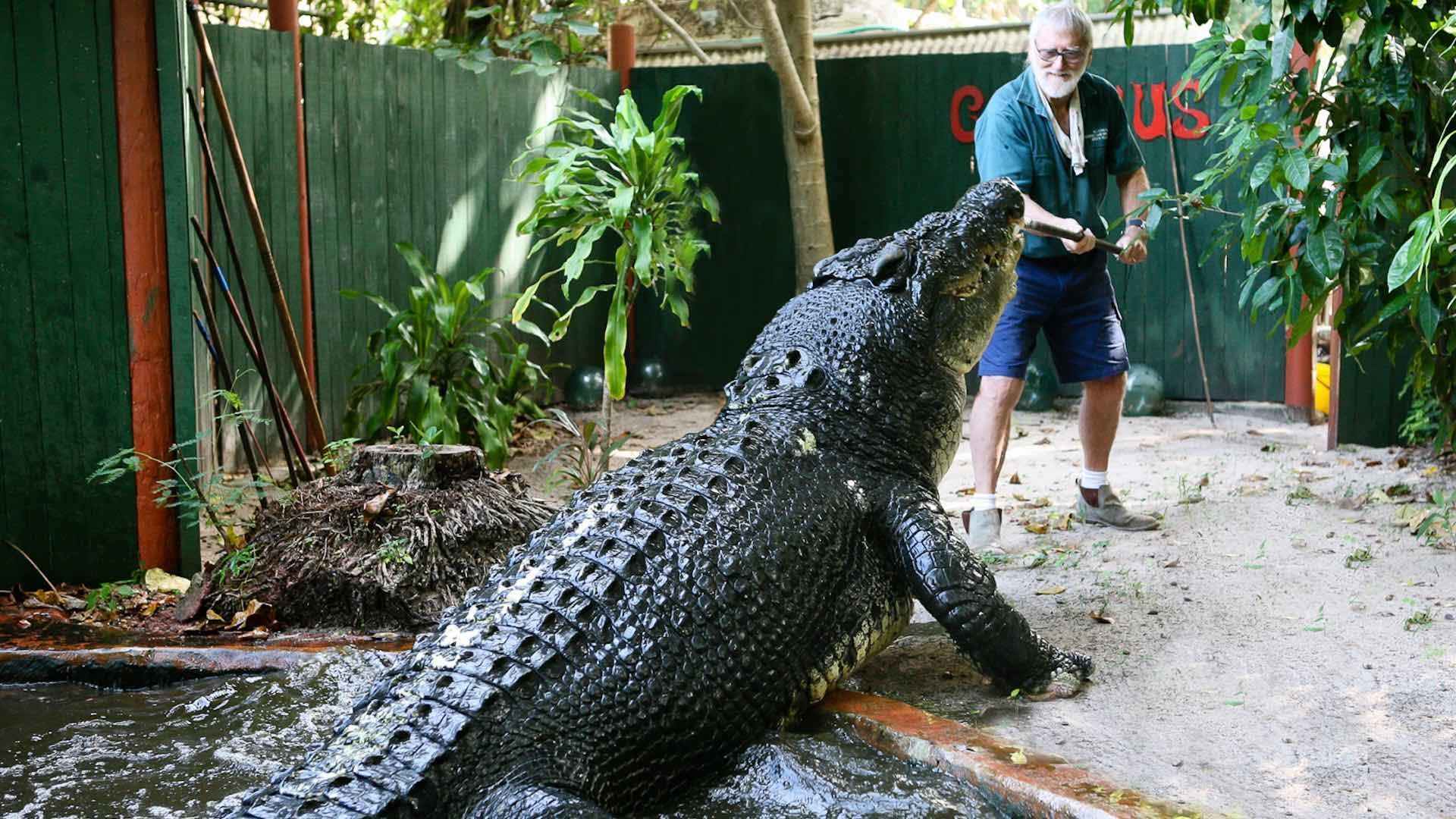 Книга рекордов природы рептилий самый. Гребнистый крокодил Кассиус. Гребнистый крокодил самый большой. Кассиус клей самый большой крокодил.