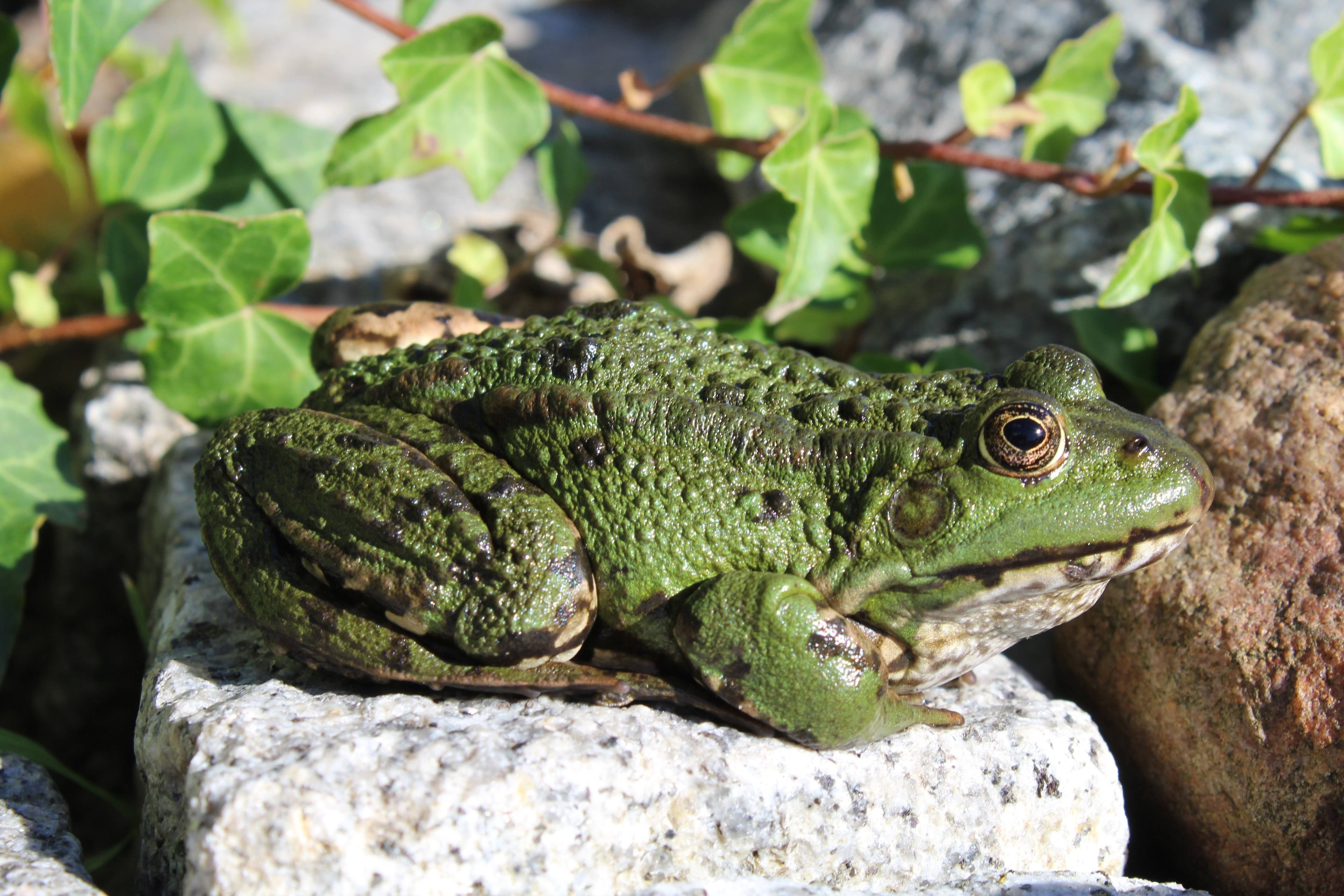 Покажи земноводные. Гвианская водяная жаба. Лягушка Курбака Курбака. Зеленая жаба. Зелёная жаба Жабы.