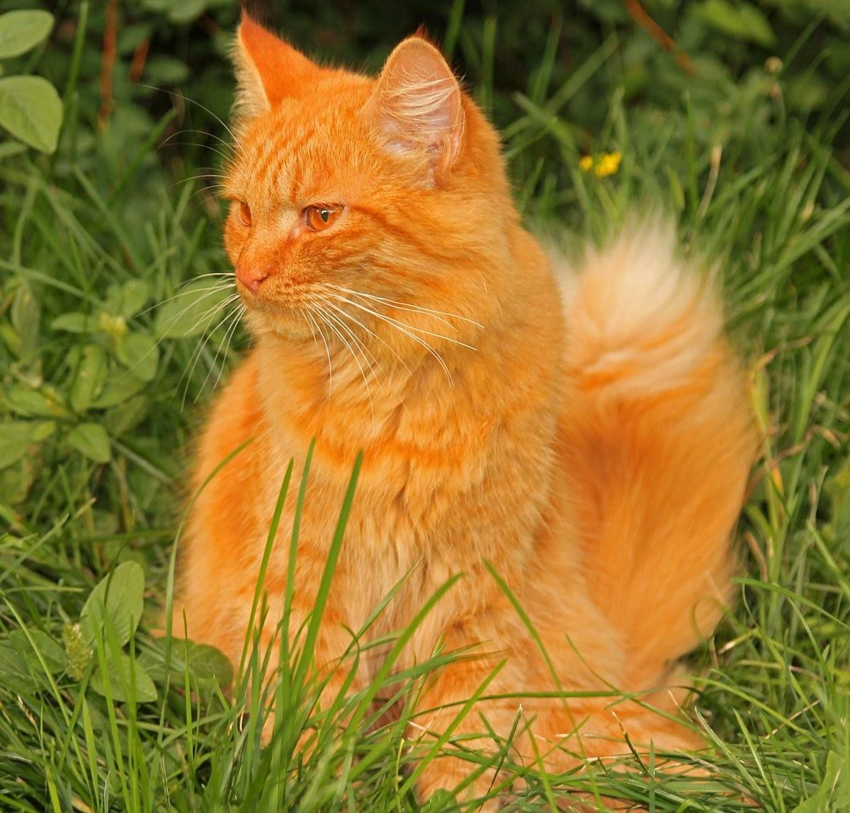 Картинки рыжего цвета. Ангорский кот рыжий. Ангорская Сибирская кошка рыжая. Сибирская кошка рыжая длинношерстная. Мейн кун рыжий.