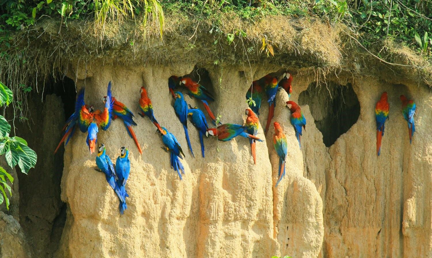 родина волнистых попугаев австралия