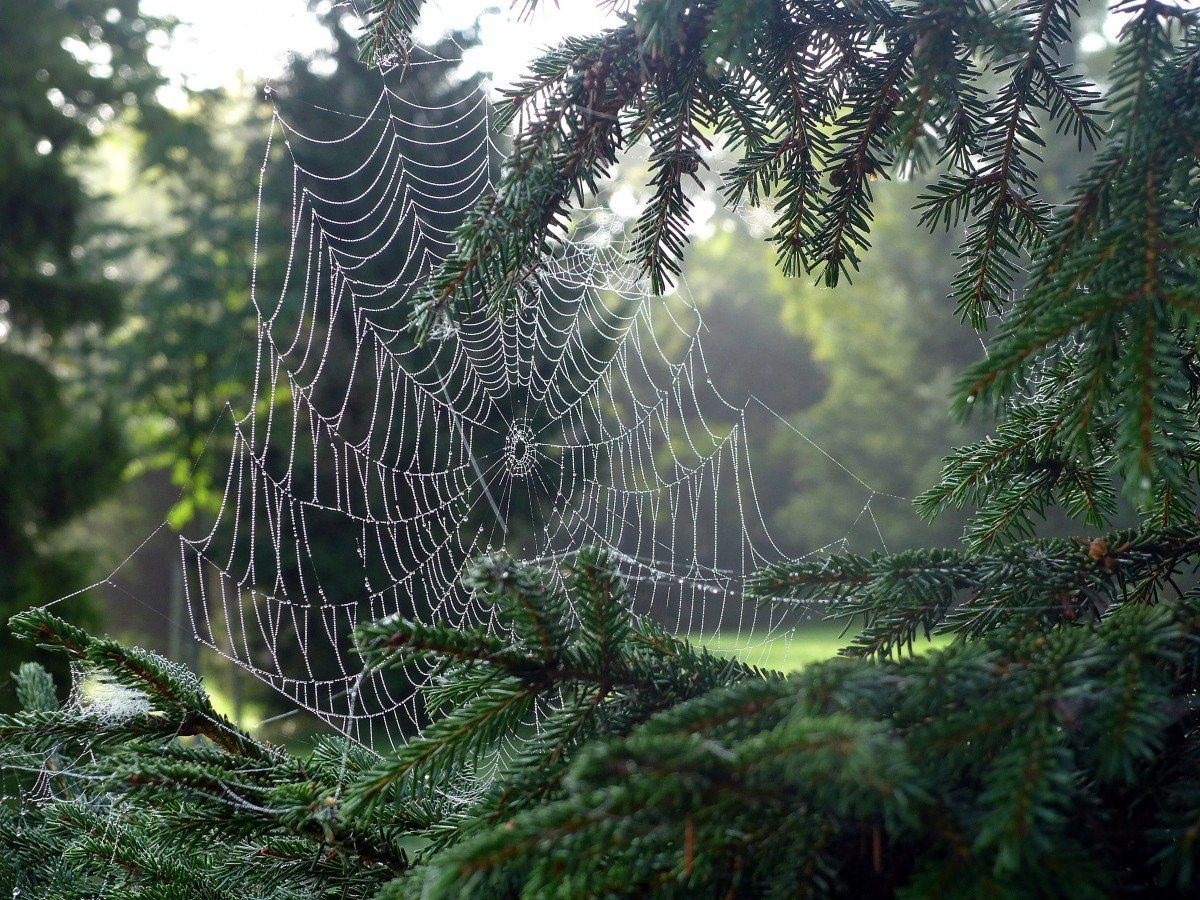 паук в лесу фото