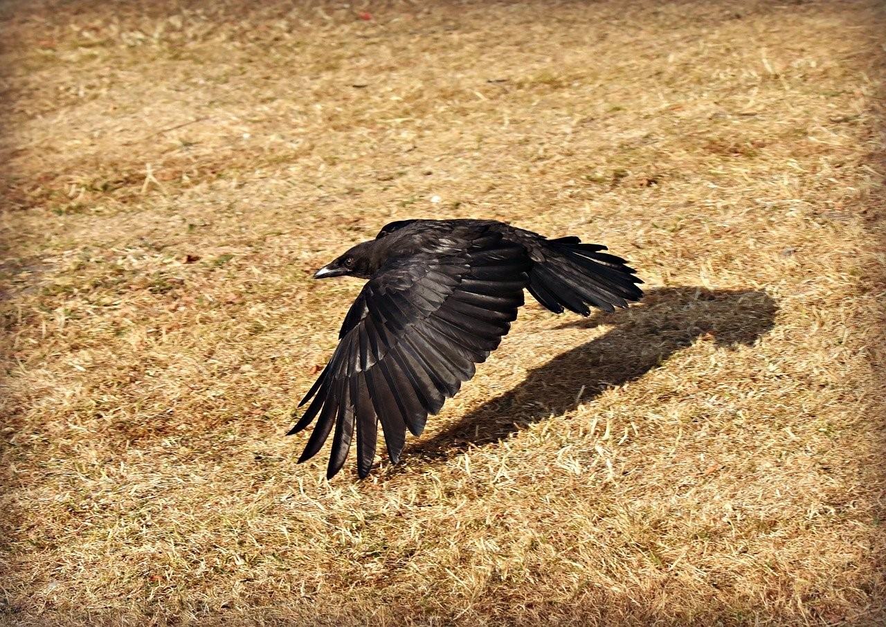 Ворону летит пушкин. Долина Джатинга Индия. Крыло ворона. Крылья вороны. Стая ворон.