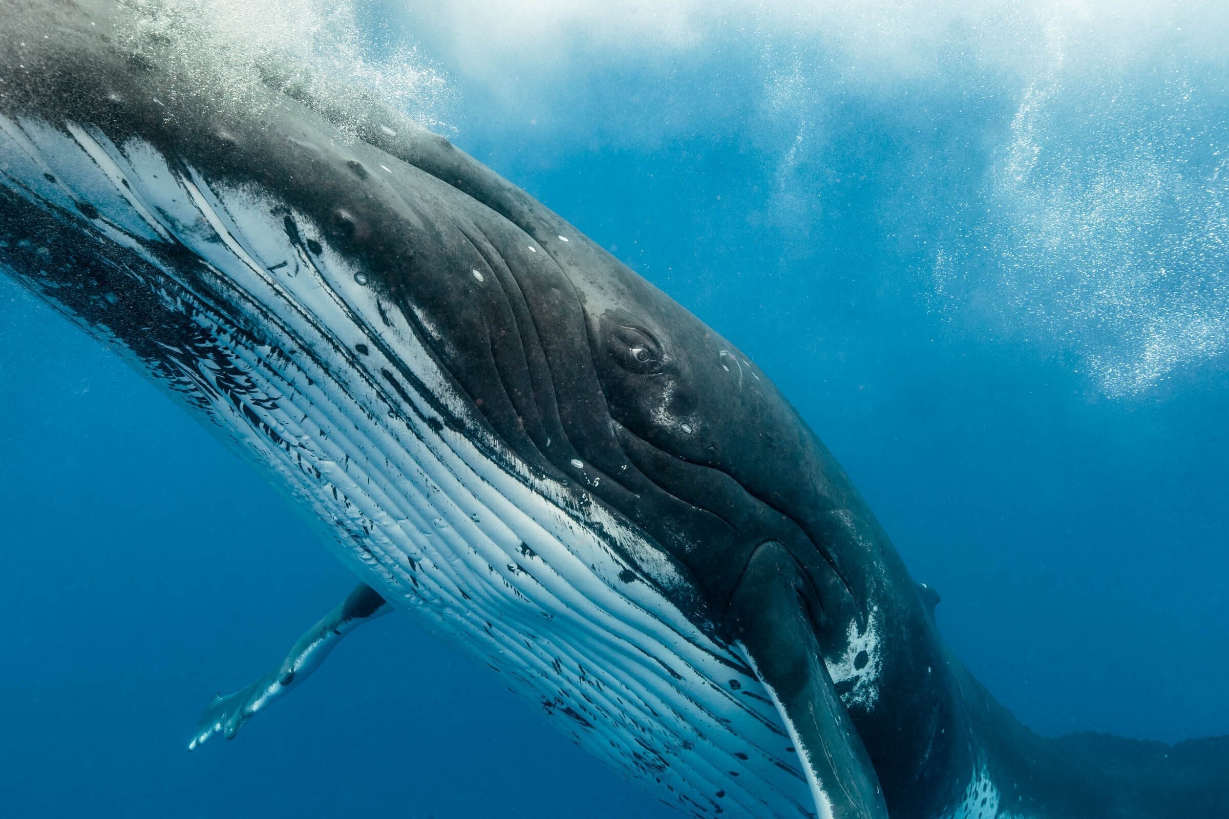Жизнь синих китов. Голубой кит Balaenoptera musculus. Синий кит (голубой кит). Синий кит блювал. Кит полосатик.