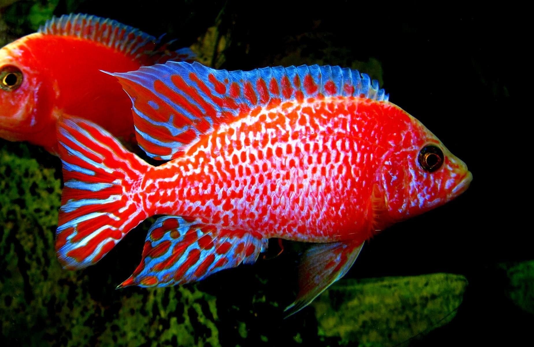 Аквариумные красные рыбки фото с названиями