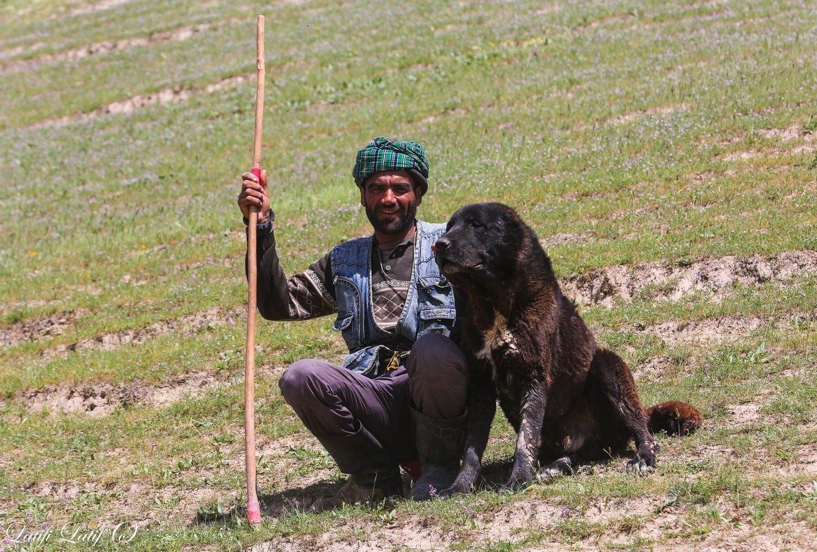 Таджик собаки. Саги Дахмардак Таджикистана. Волкодав саги дахмарда. Саги Дахмардак собаки. Аборигенная собака Таджикистан.