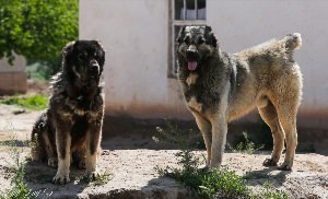 Таджикские волкодавы елти