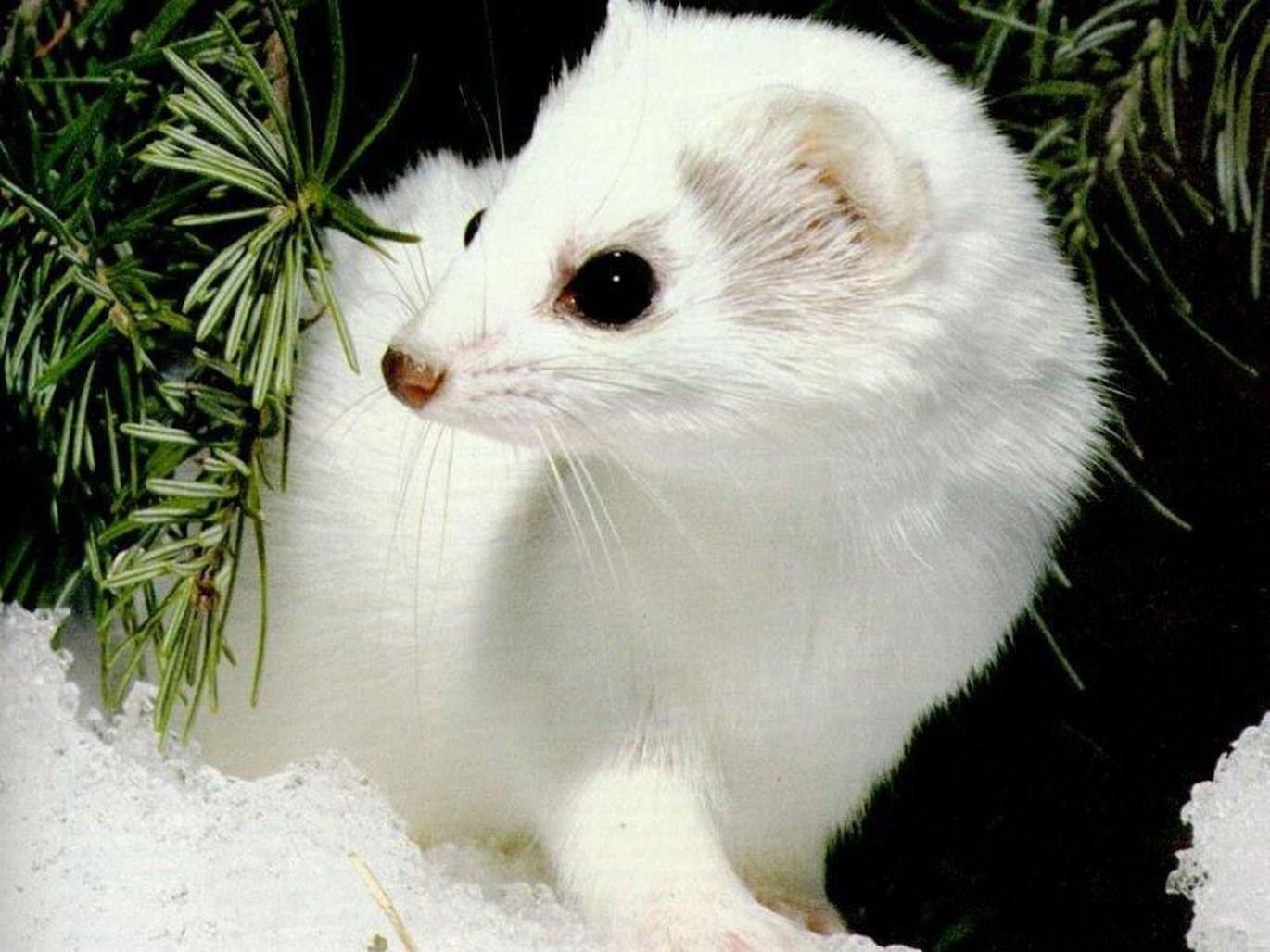 Белая норка животное фото