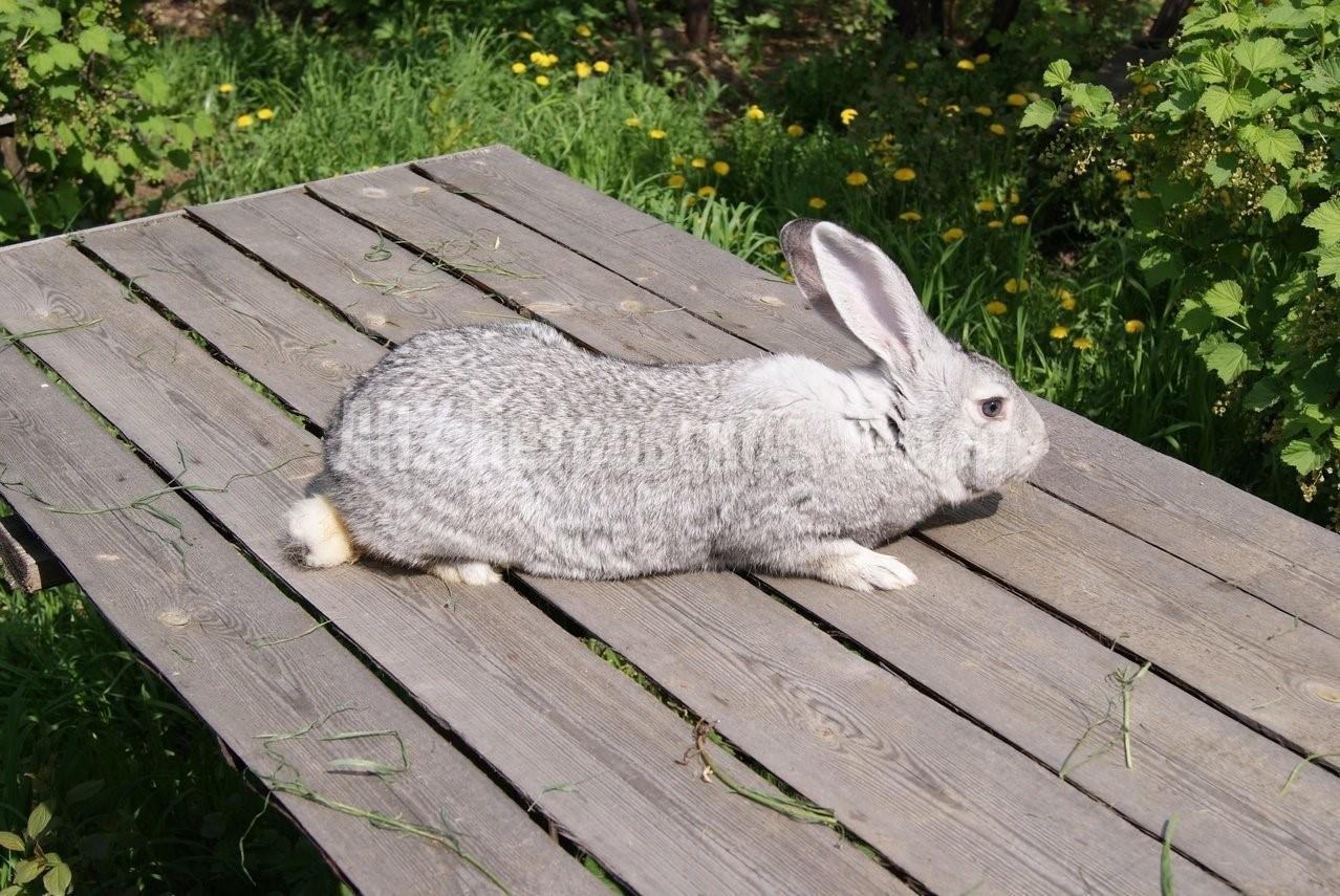 Серый кролик порода. Калифорнийский серый великан Кроль. Голубой Фландр. Крольчата серого великана. Кролик великан.