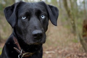 Черный лабрадор с голубыми глазами