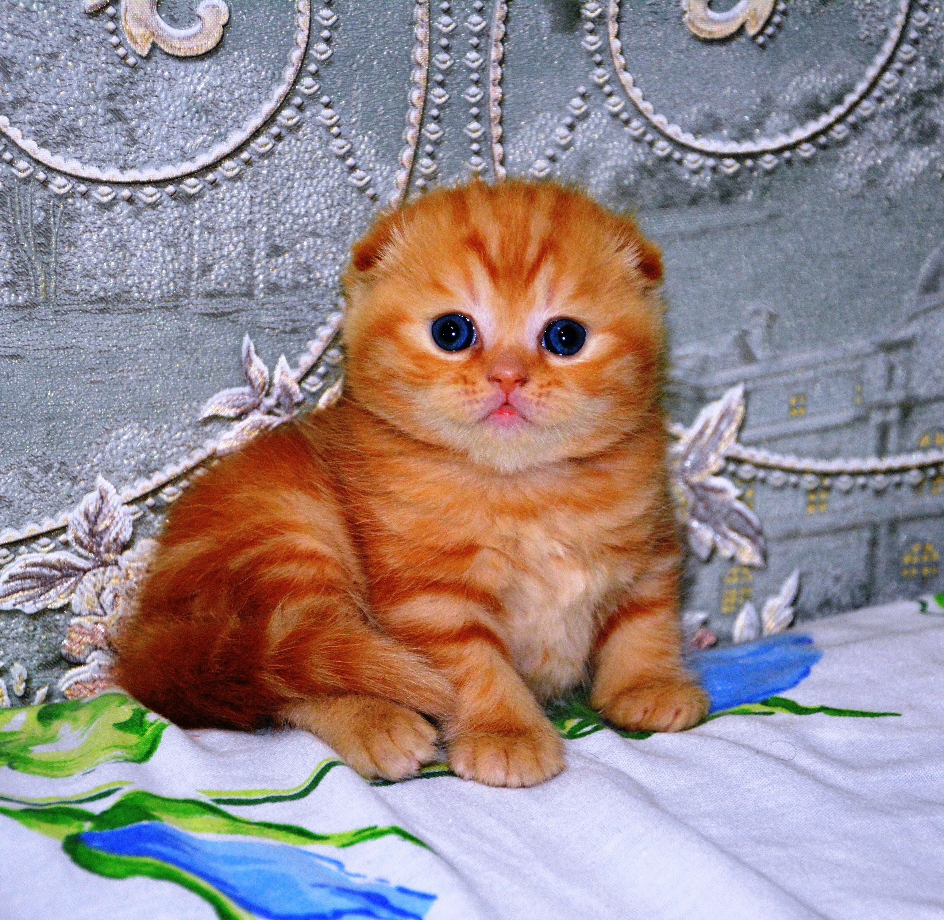 Вислоухая кошка рыжая фото