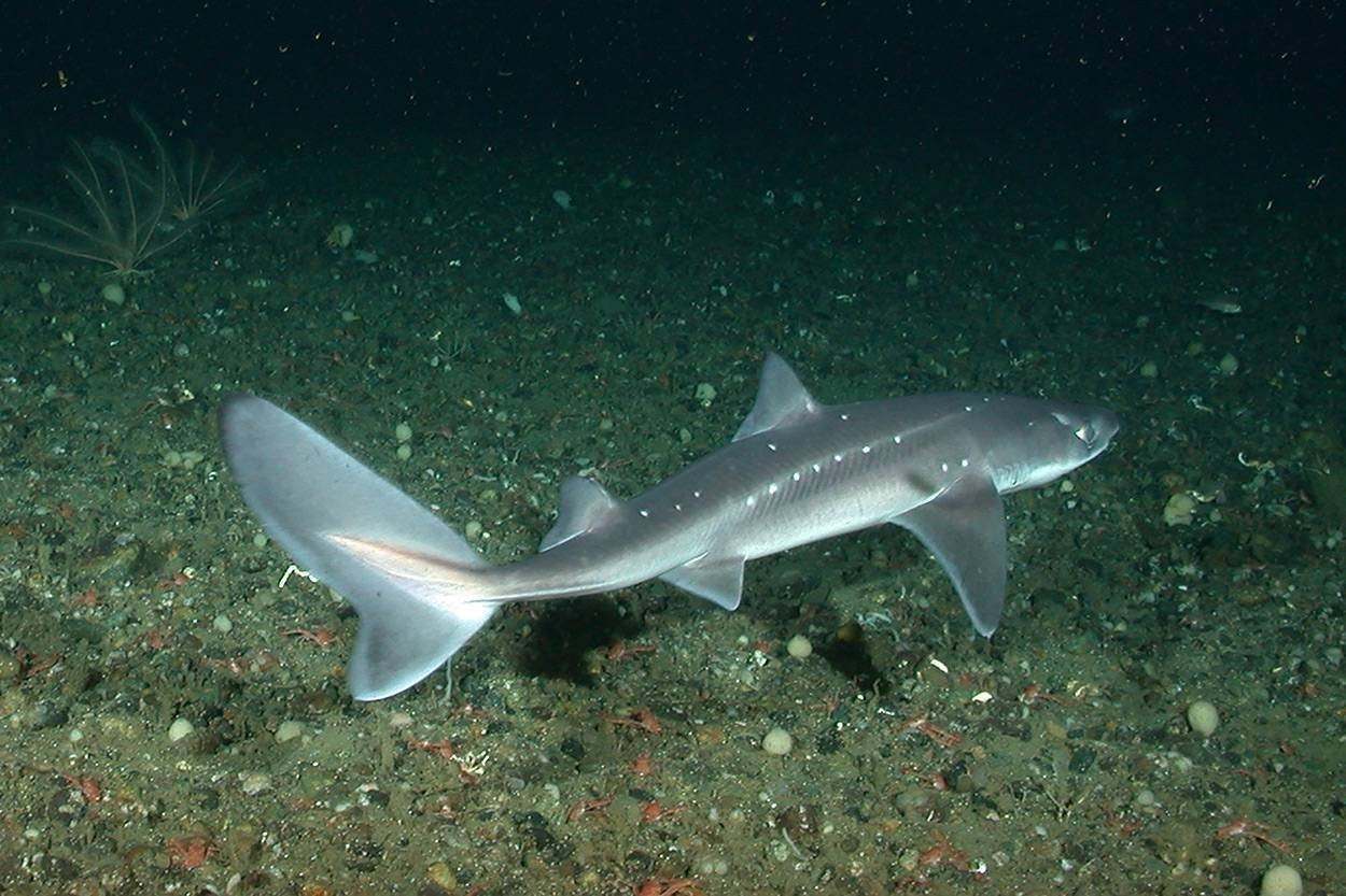 Черноморская акула Катран