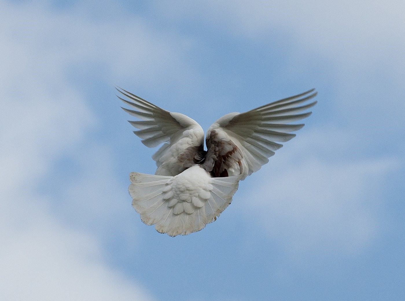 Белый голубь в полете фото