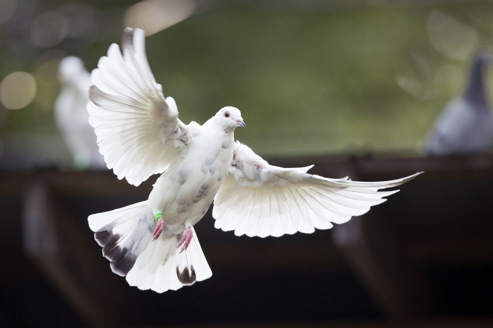 Белыми голубями летите к маме домой. Горлица белая. Голубь дутыш в полете. Горлица белая птица. Kabutar 2.