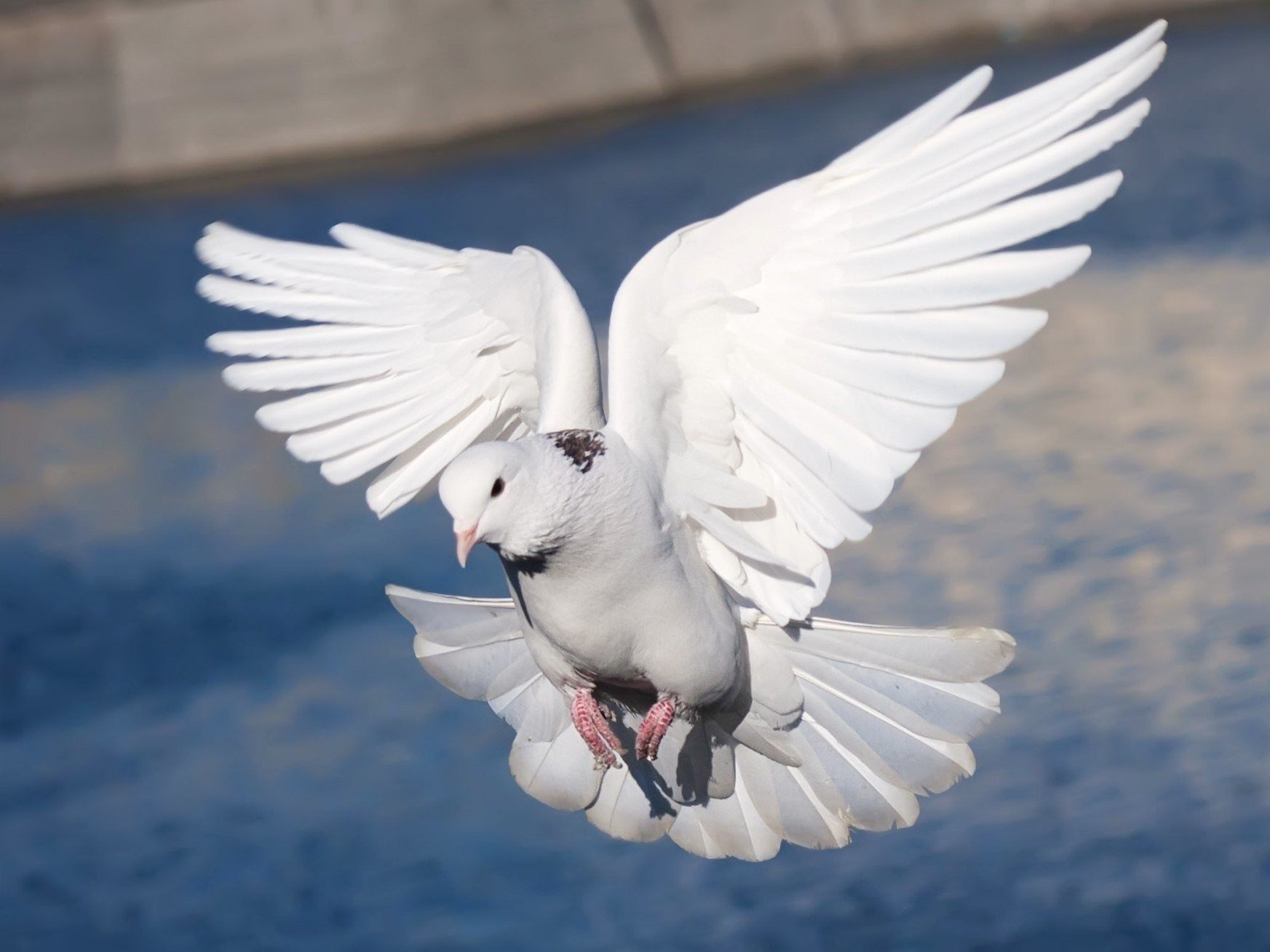 Белый голубь в полете фото