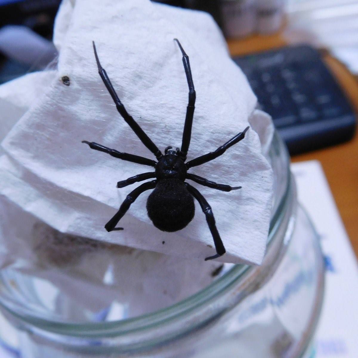 Черные маленькие пауки в доме фото и названия