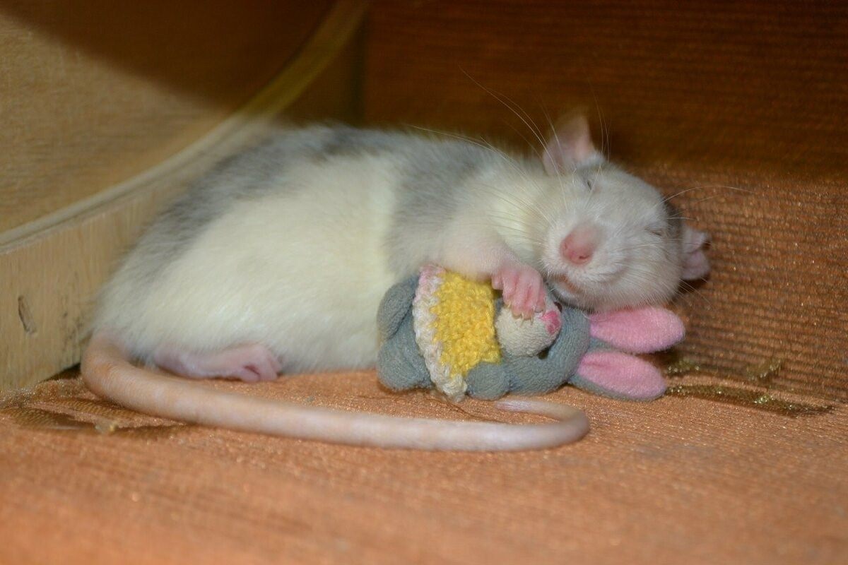 Спящие крысы