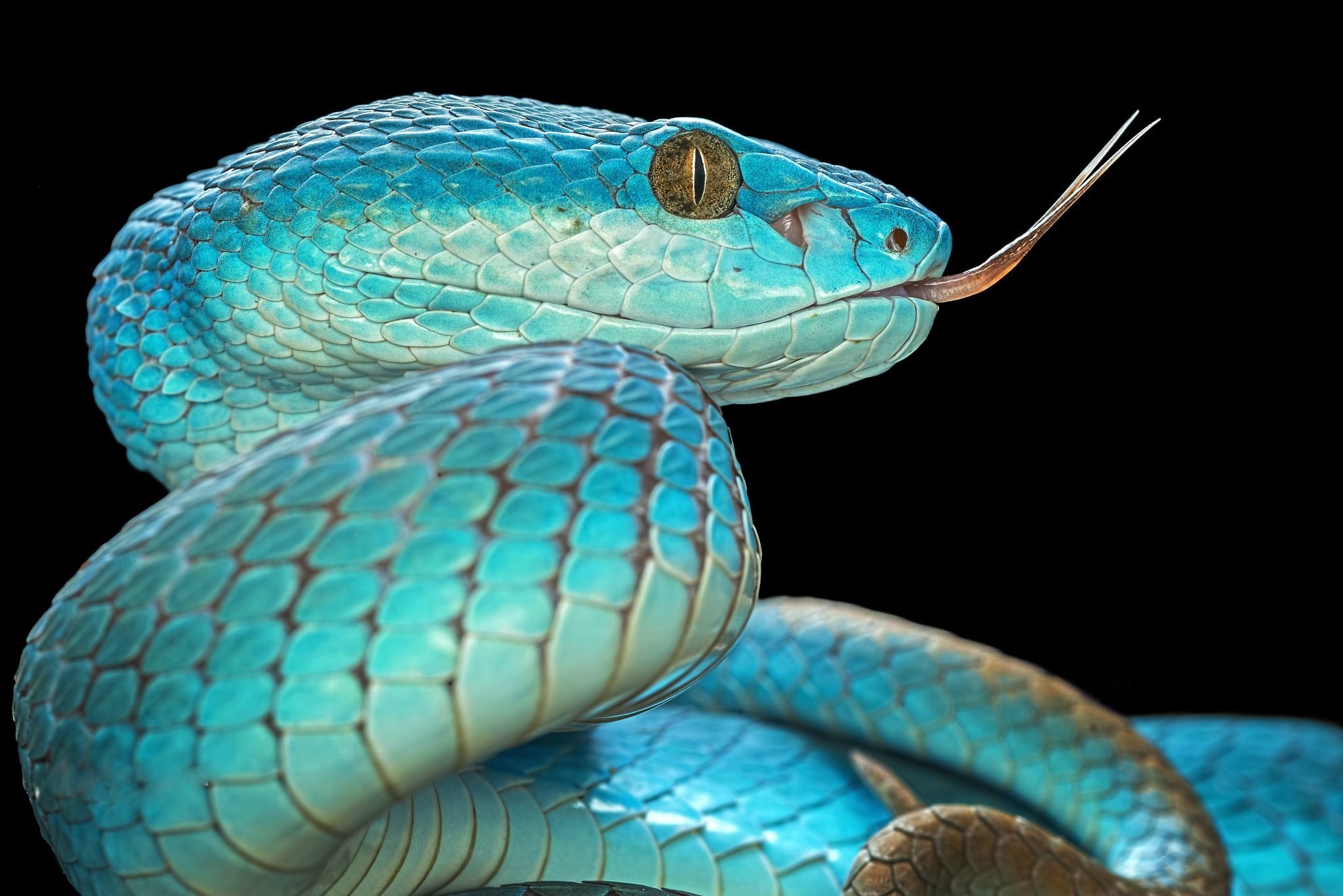 Самые красивые змей в мире. Цейлонская куфия змея. Голубая куфия змея. Голубая куфия гадюка. Островная куфия голубая.
