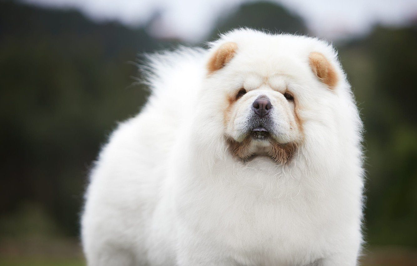 Фото белая большая пушистая собака порода фото