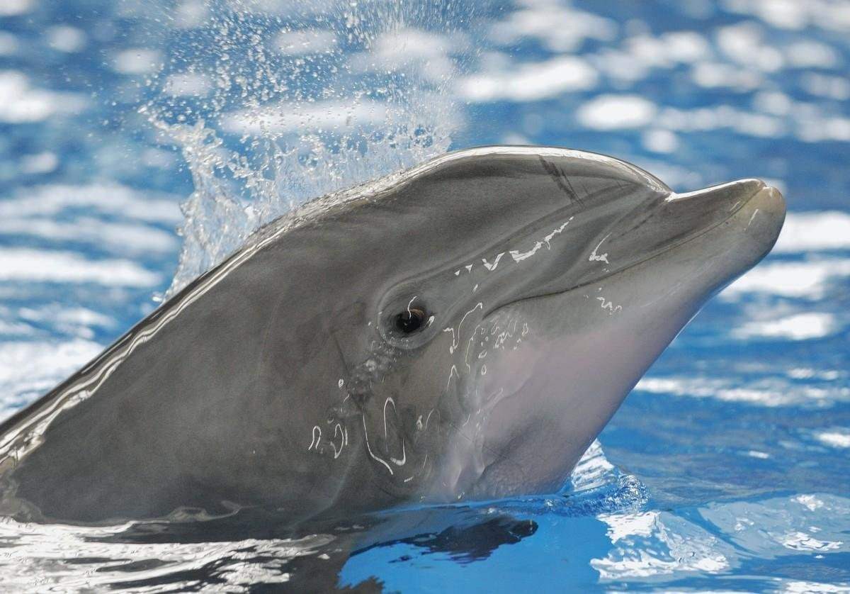 Английский про дельфинов. Дельфины афалины. Дельфин серый Афалина. Дельфин Афалина окрас. Длинномордый Дельфин.