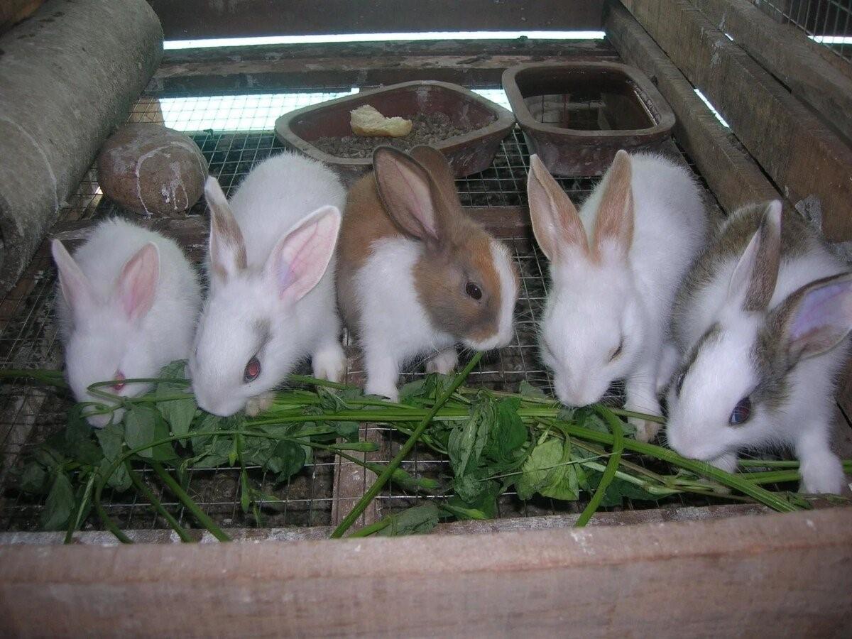 Кролики живут на улице. Раббит кролиководческая ферма. Кроликовая ферма рэббит. Кроличья ферма Мадонна. ООО раббит кролиководческая ферма.