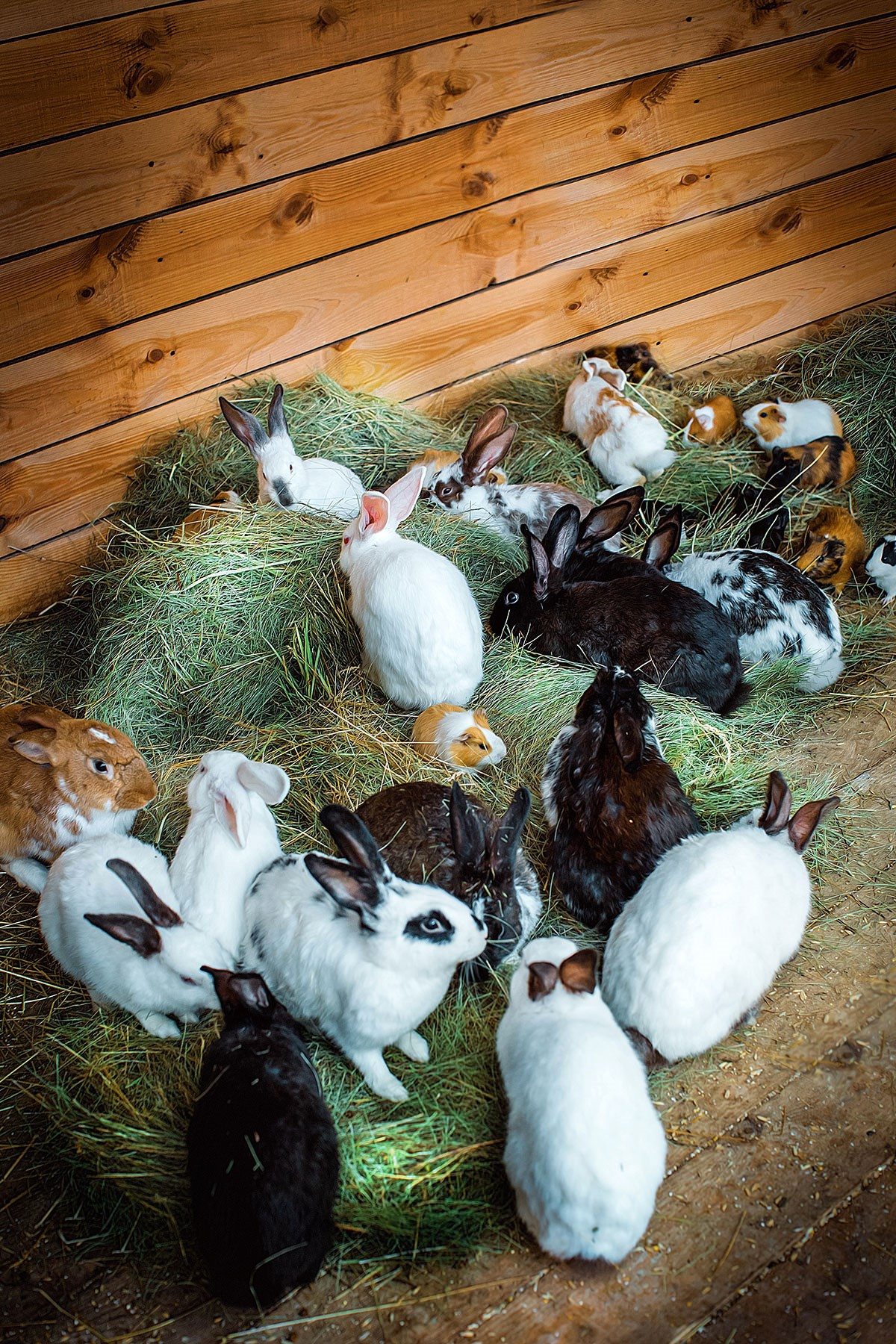 Кролики живут на ферме. Кролики. Кормовой кролик. Кролики домашние. Декоративные крольчата.