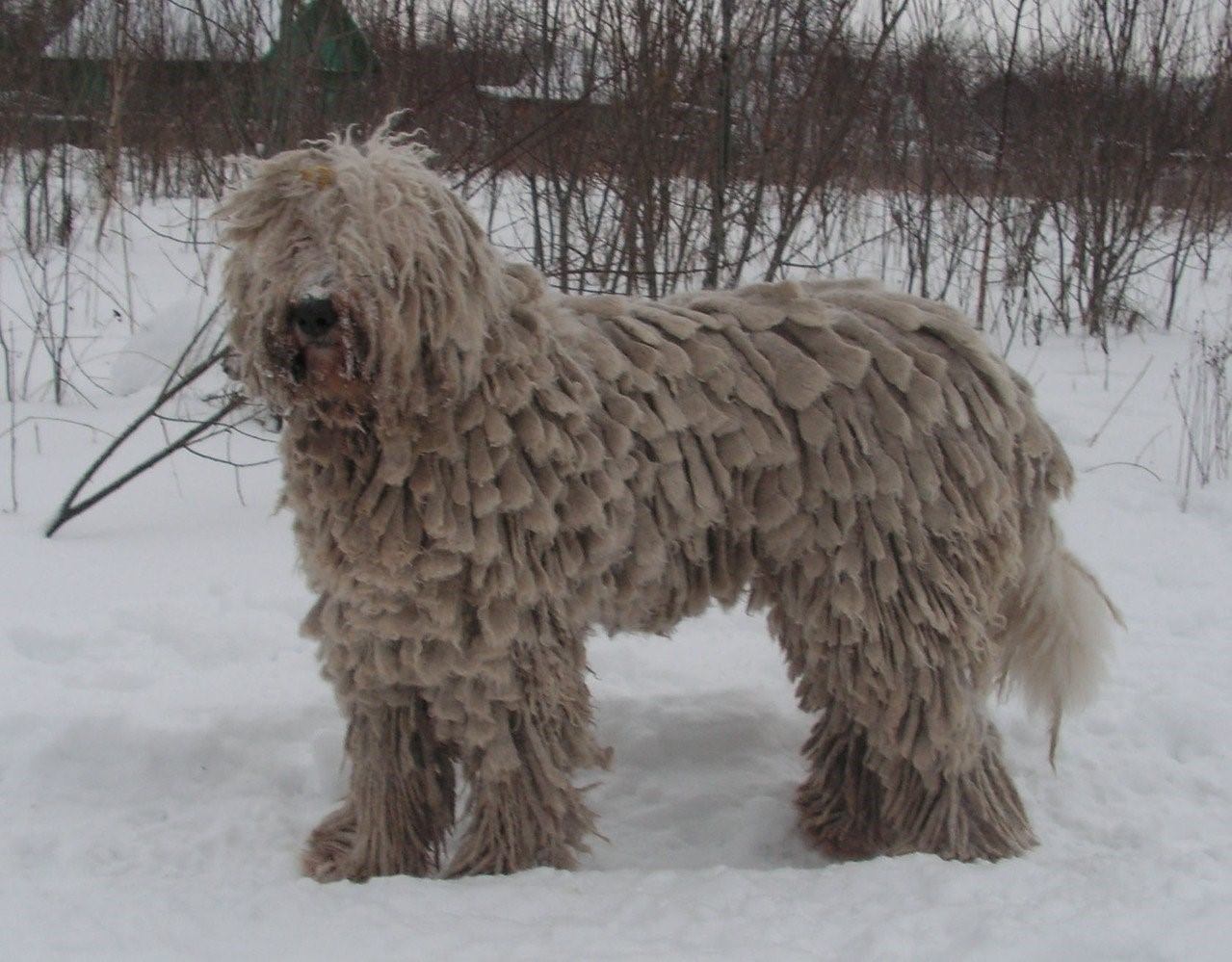 венгерская овчарка