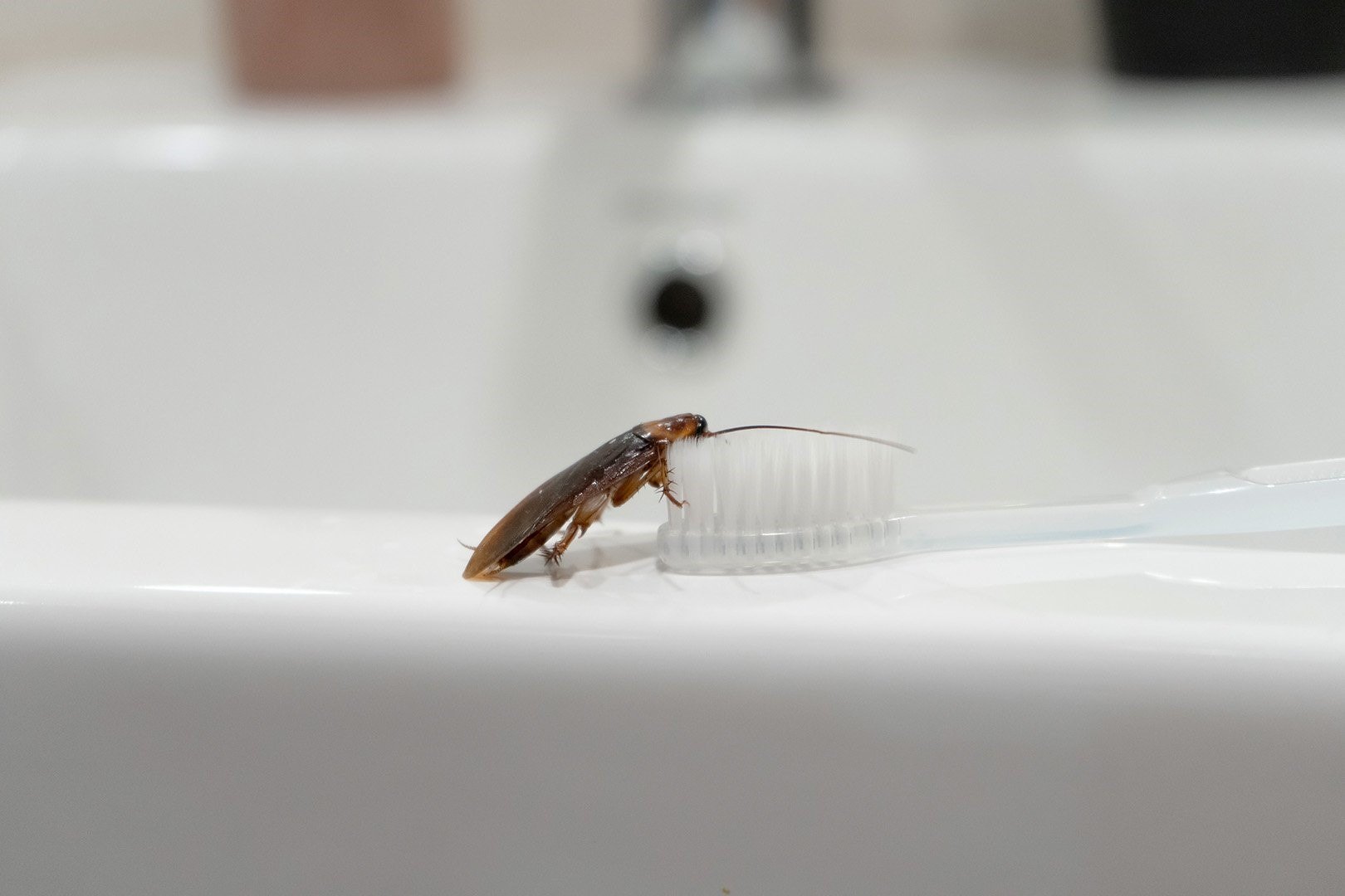 паразиты в туалете и ванне