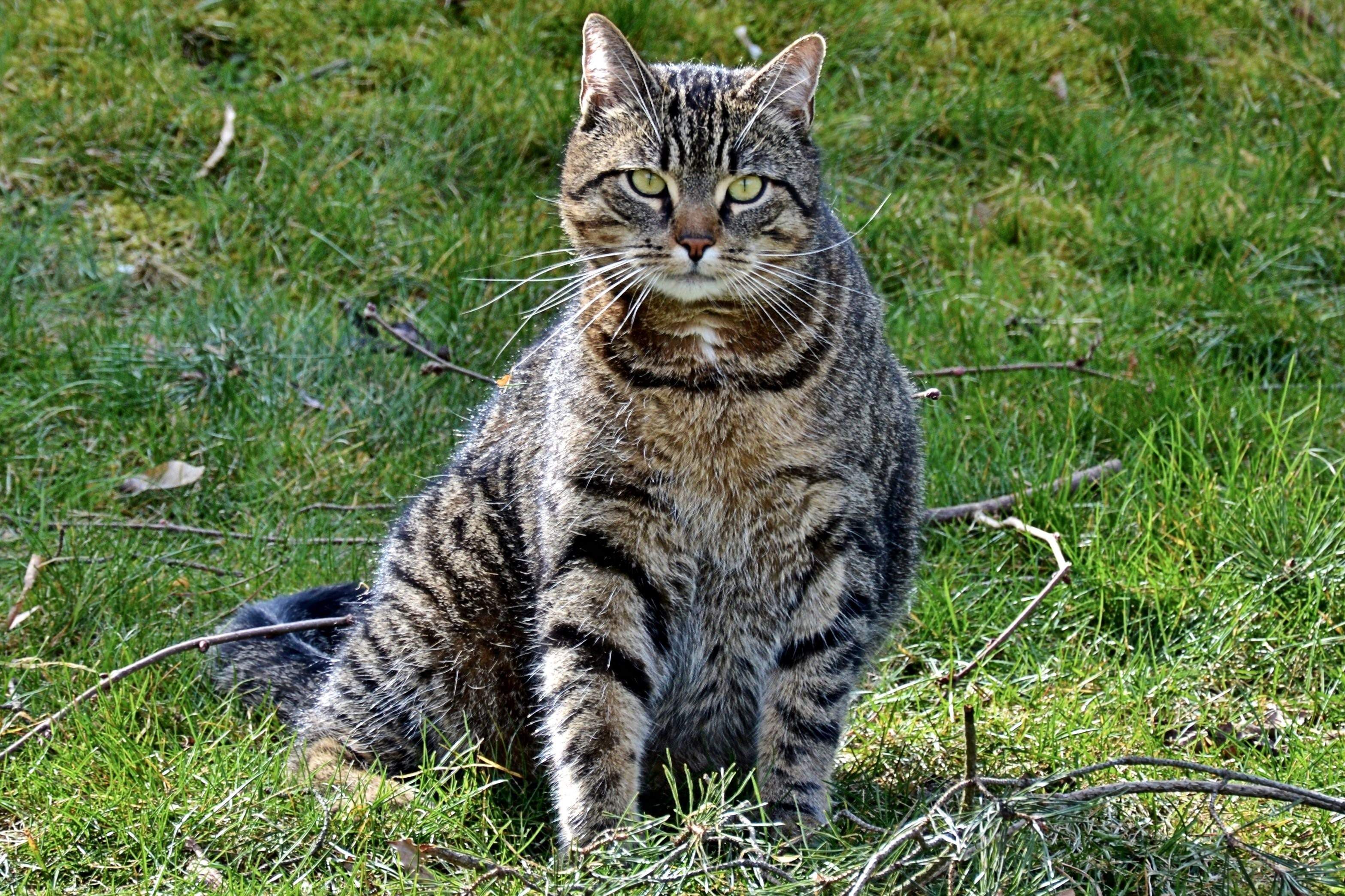 Шотландский кот полосатый