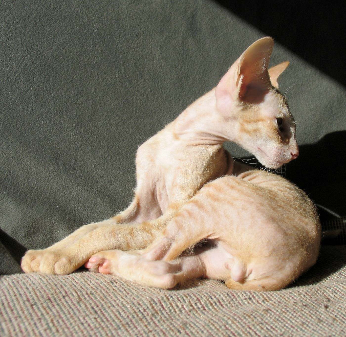Рассмотрите фотографию кошки породы петерболд. Петерболд сфинкс рыжий. Петерболд кошка. Петерболд Ориентал. Кошки-Балинез, Ориентал, рекс, Петерболд.