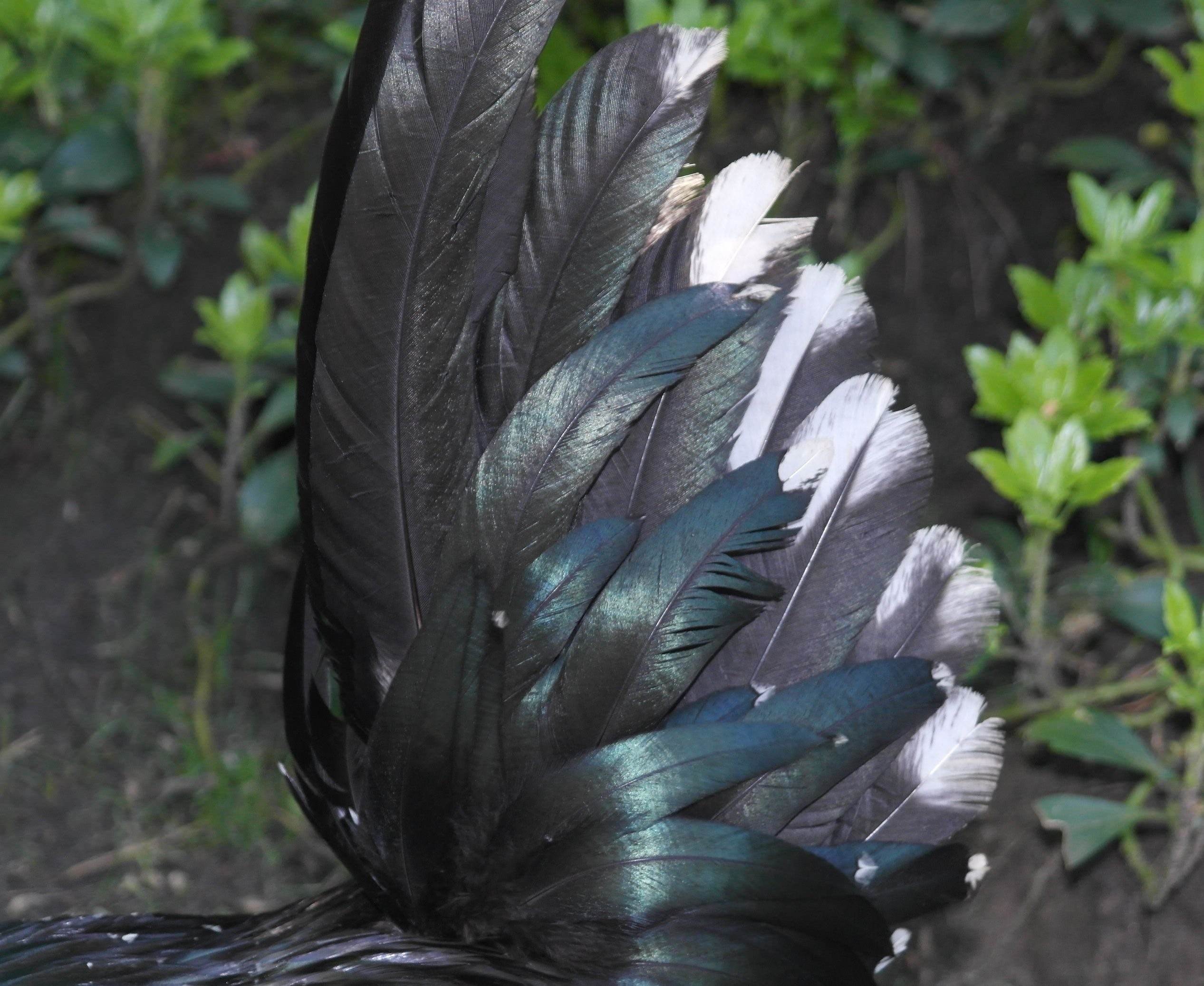 Перо богатства. Перья птиц. Красивые перья птиц. Воронье перо. Черные перья.