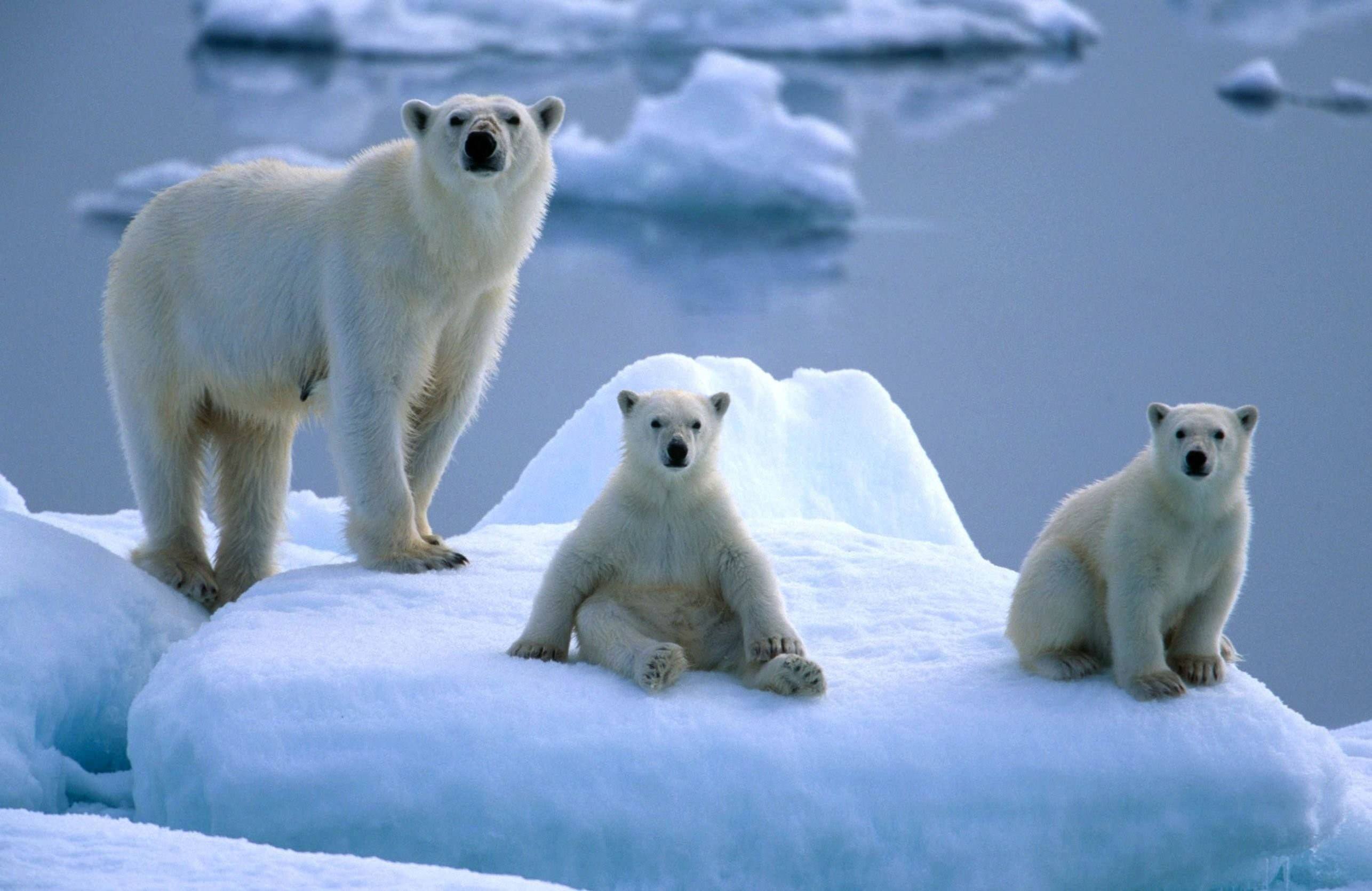 Медведи живут на севере. Животные Арктики и Антарктики. Животные Антарктиды белый медведь. Белые медведи в Антарктиде. Белые медведи в Арктике.