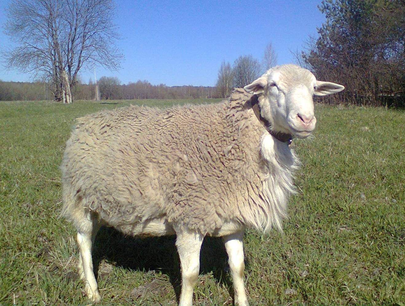 Купить алтайских овец. Алтайская тонкорунная порода овец. Горноалтайская порода овец. Тушинская порода овец. Жирнохвостая порода овец.