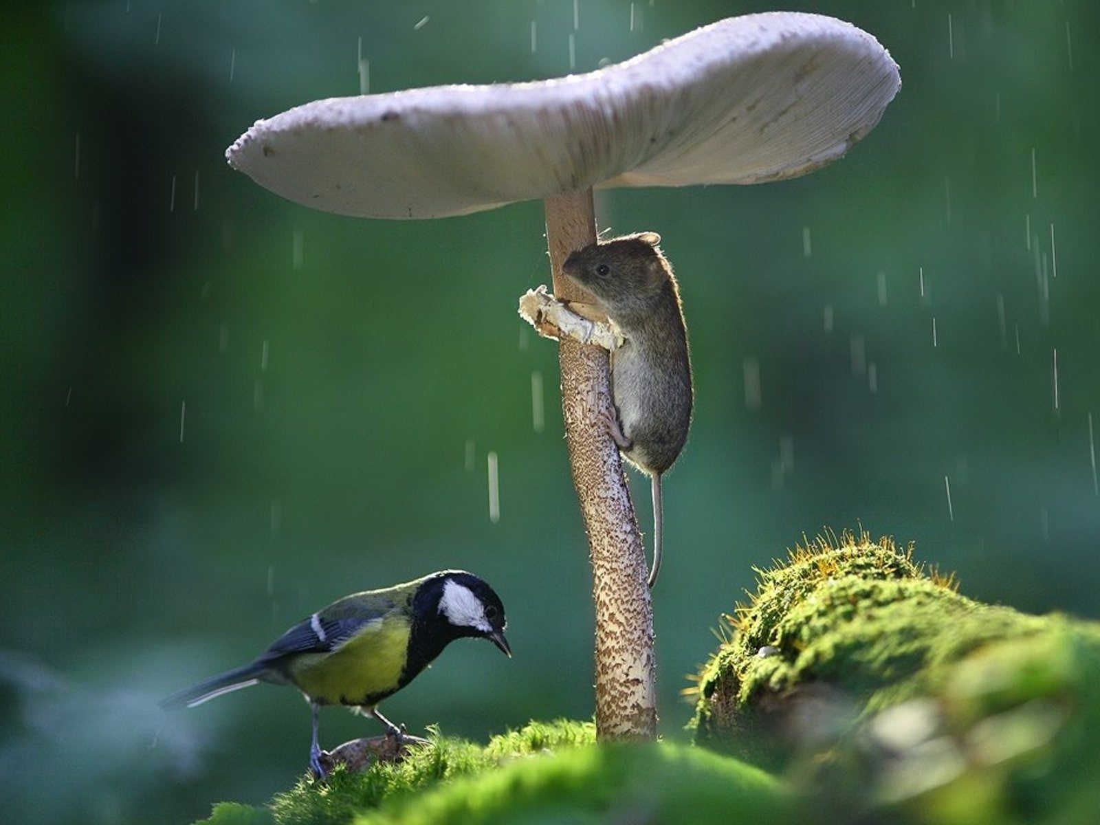 Rain animals. Животные прячутся от дождя. Птички прячутся от дождя. Животные под дождем. Птицы грибы.