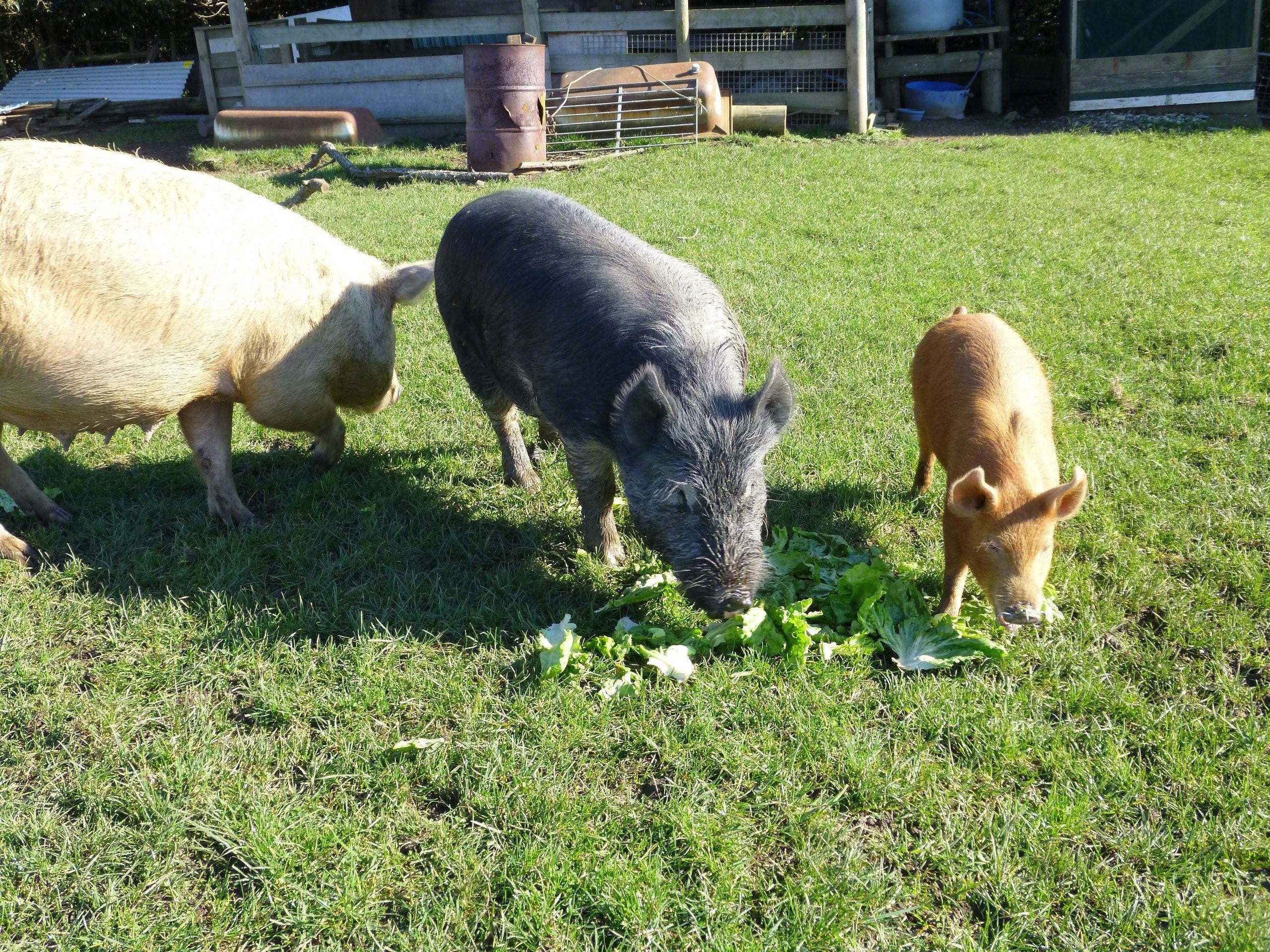 Сельская свинья. Домашние свиньи. Домашние животные в деревне. Сельскохозяйственные животные. Фермерское хозяйство животные.