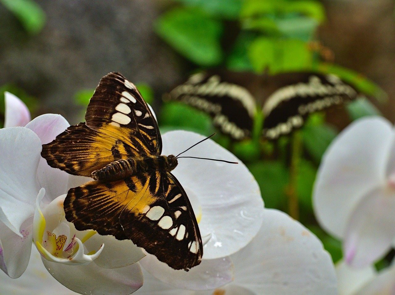 Цветы орхидея бабочка. Пескара бабочка Орхидея. Орхидея фаленопсис бабочка. Плитвицкие озера бабочки. Орхидея Монтеррей бабочка.