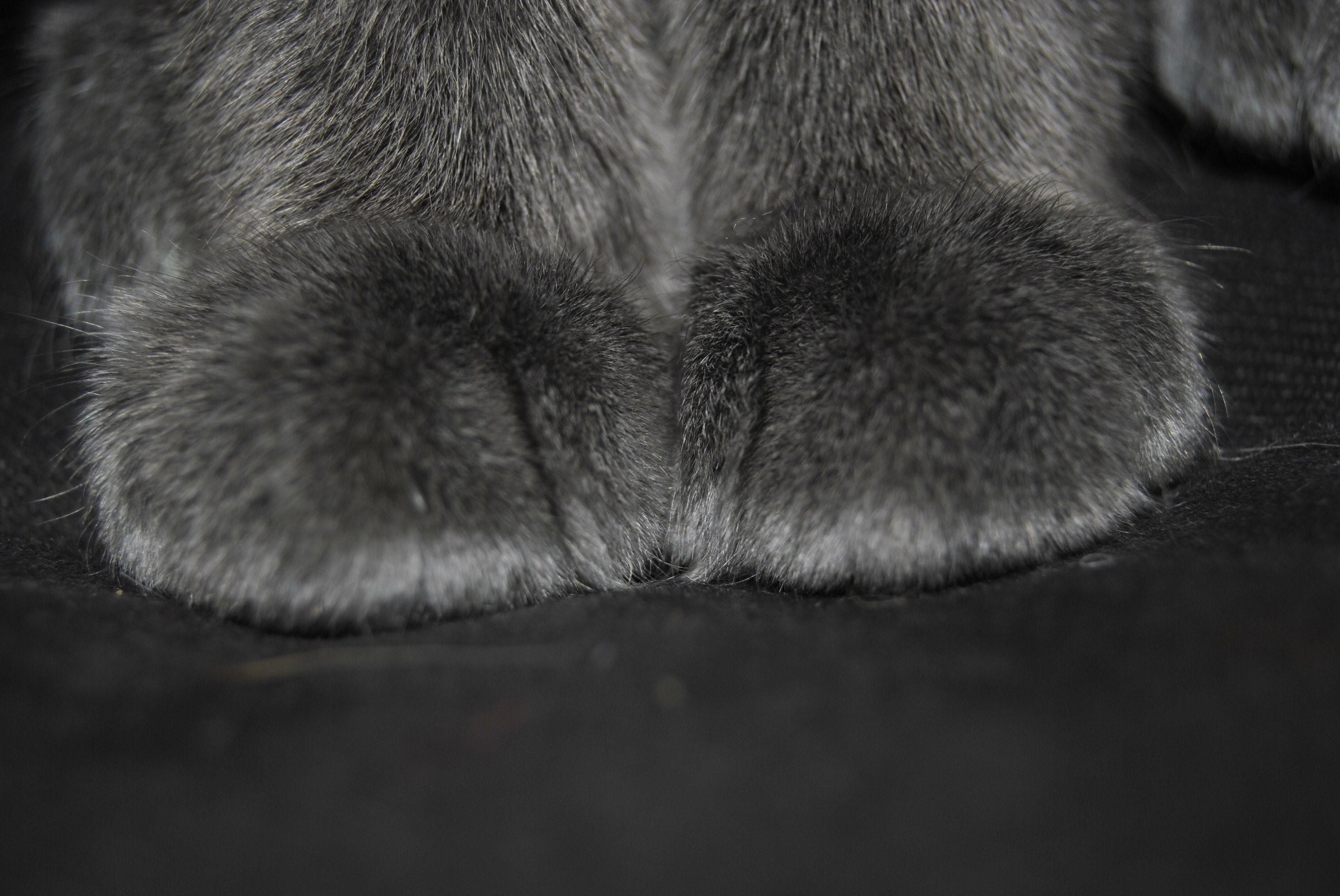 Мохнатенькие лапки. Кошачья лапка. Лапа котенка. Пушистые лапки. Мохнатая лапа.