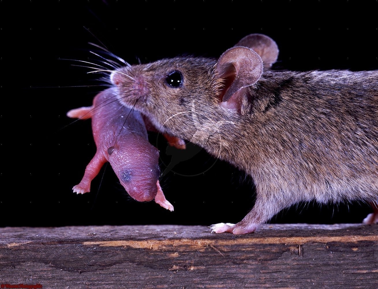 виды мышей фото