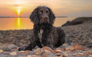 Ирландский водный спаниель