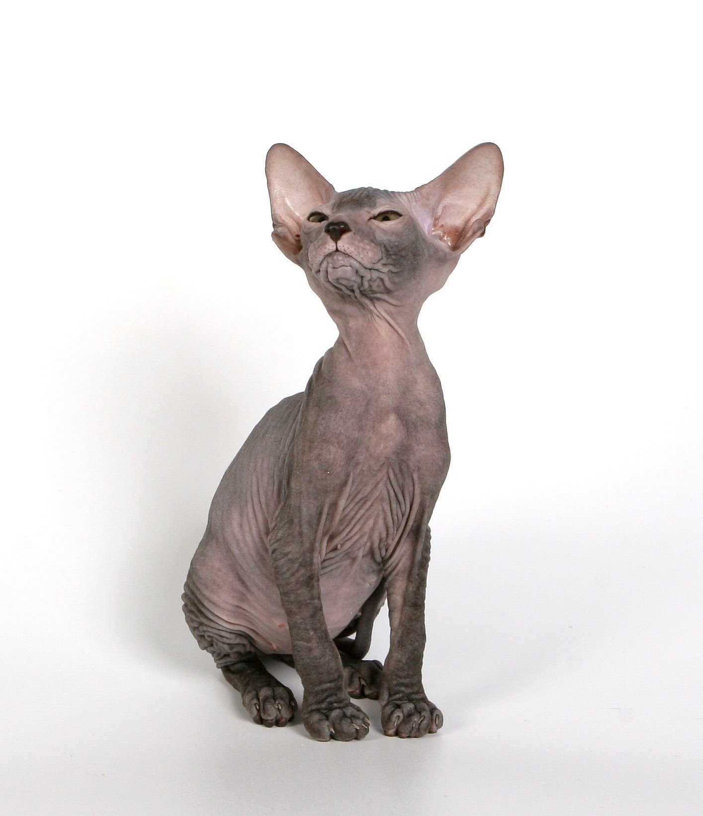 Рассмотрите фотографию лысой кошки породы петерболд и выполните задания