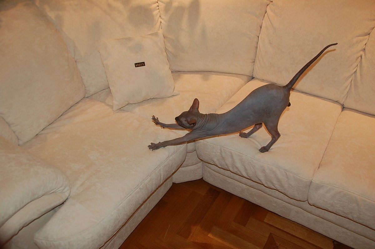 Кот дерет диван