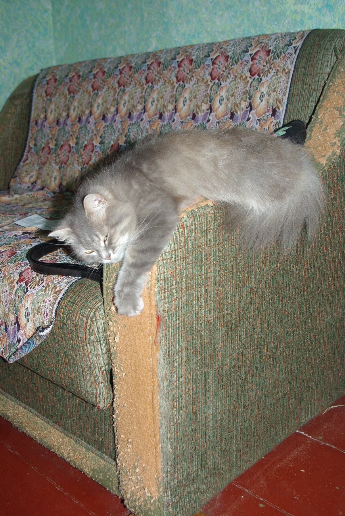 Кошка дерет диван