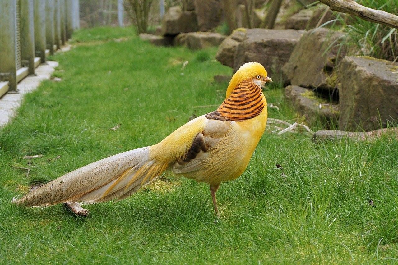 Фазан золотистый фото птицы