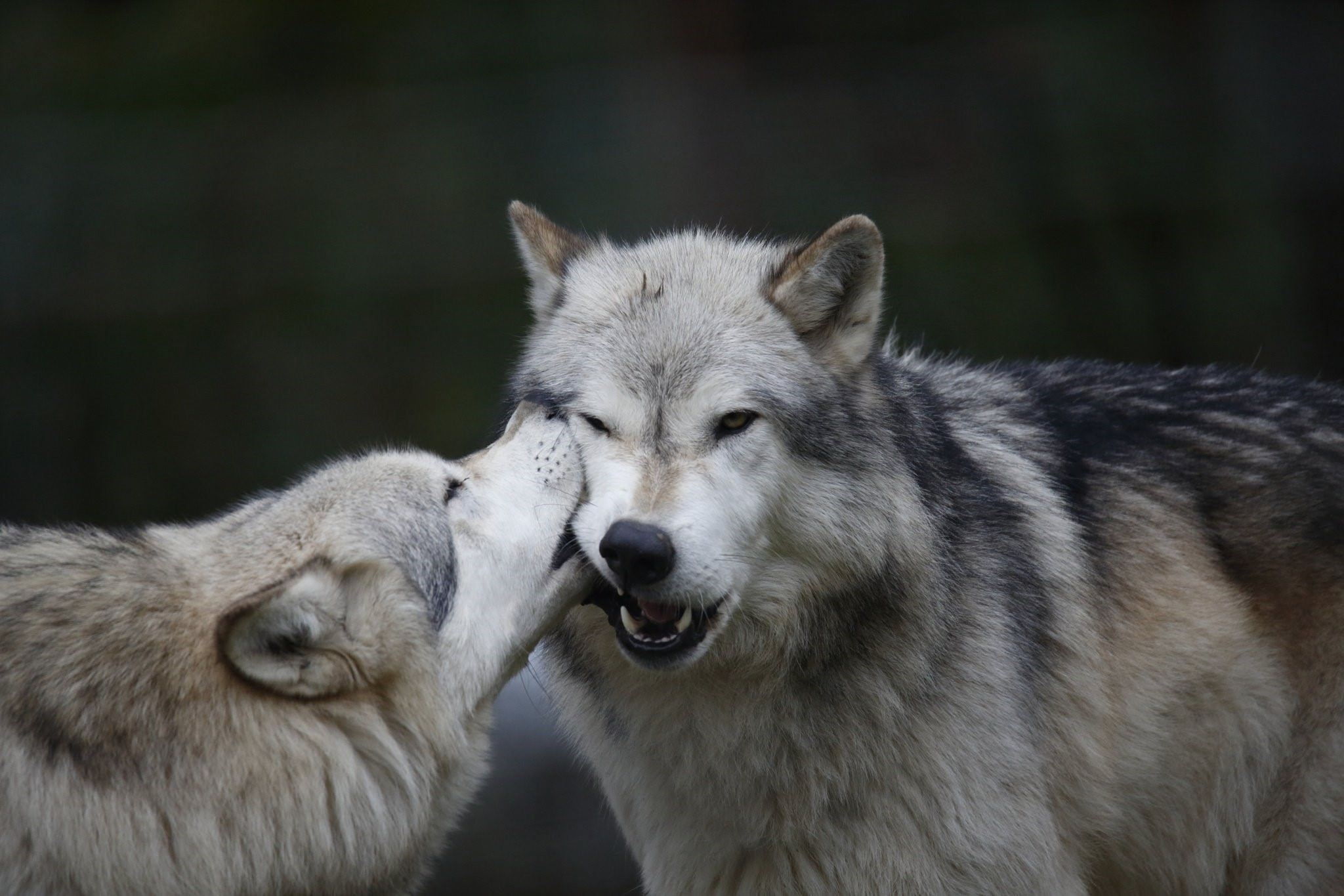 Поцелуй волка