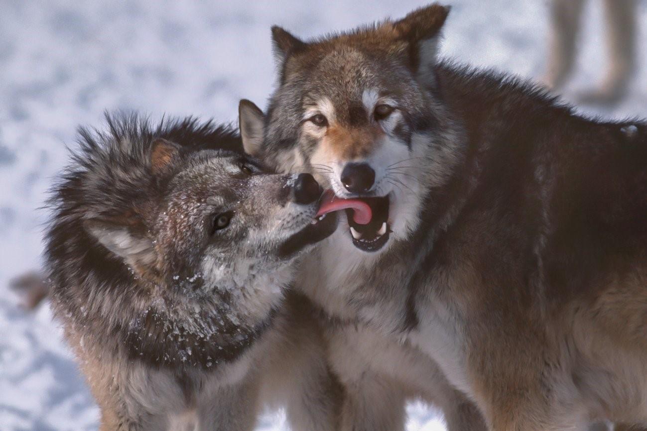Полюбить волка. Jim Brandenburg. Влюбленные волки. Любовь Волков. Два волка.