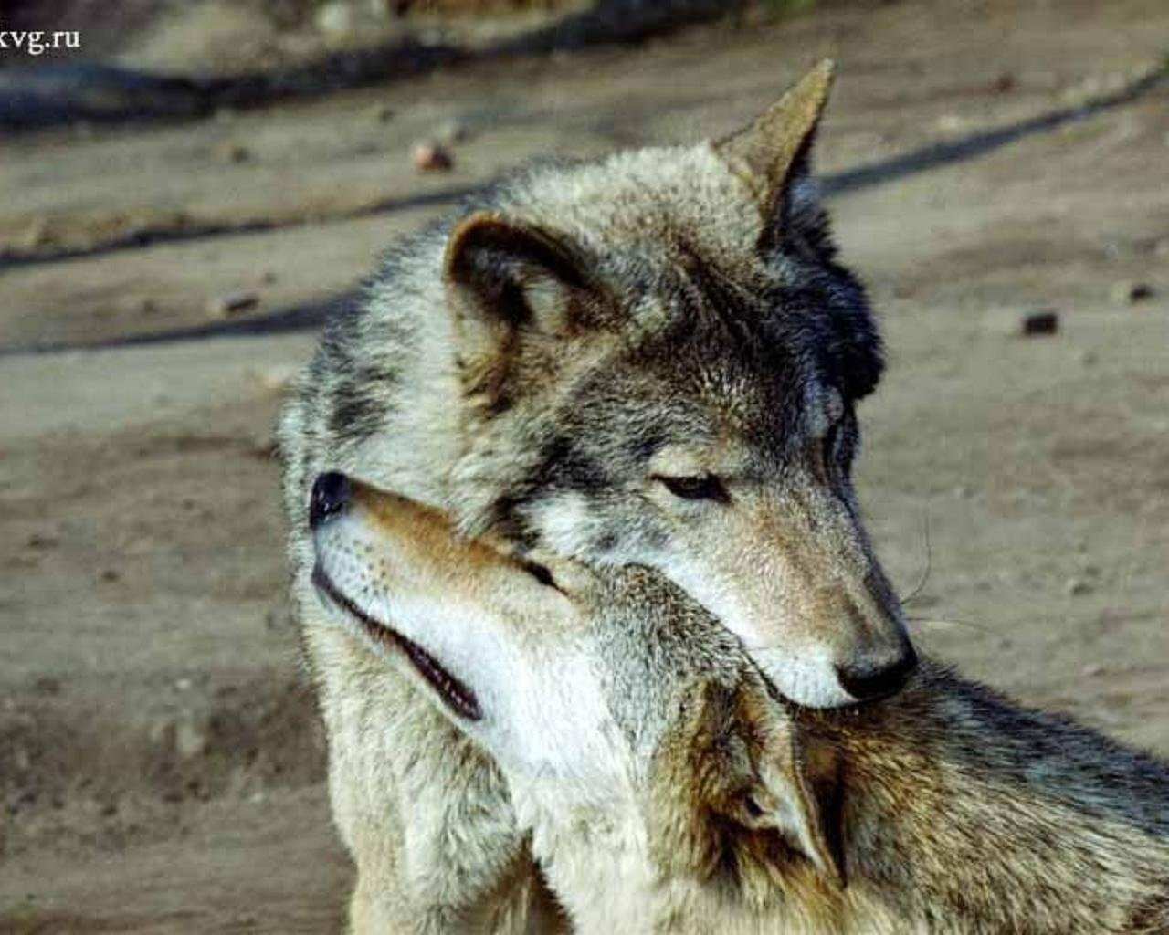 Полюбить волка. Волки любовь. Влюбленные волки. Волк и волчица. Влюблённый волк.