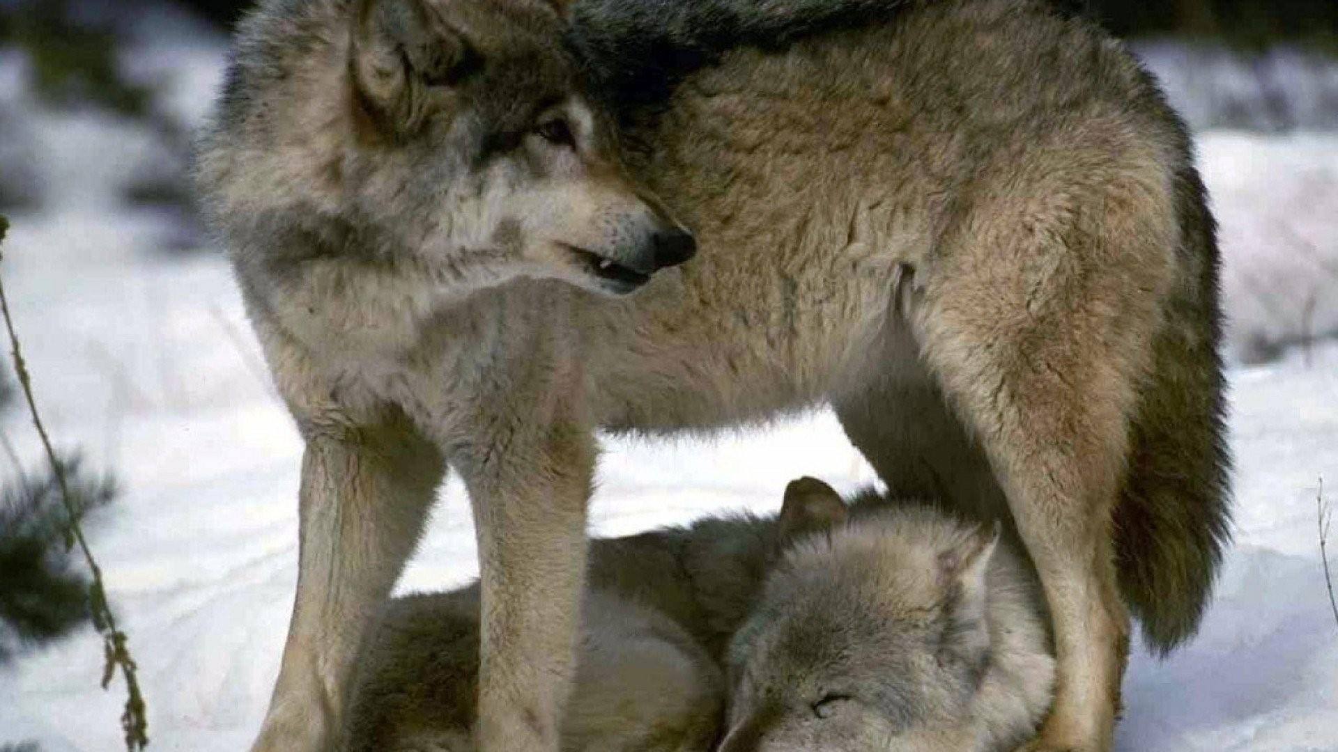 Мамы про волков. Волк и волчица. Влюбленный волк. Влюбленные волки. Настоящий волк.