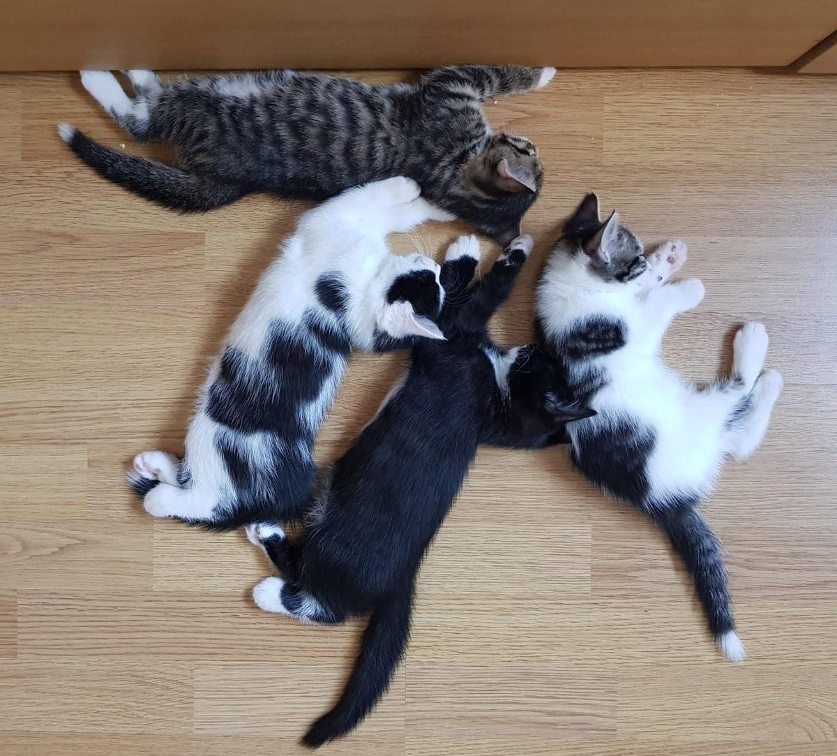Четверо кошек. 4 Кошки. Четыре котенка. Четверо котов. Кошка лезет.