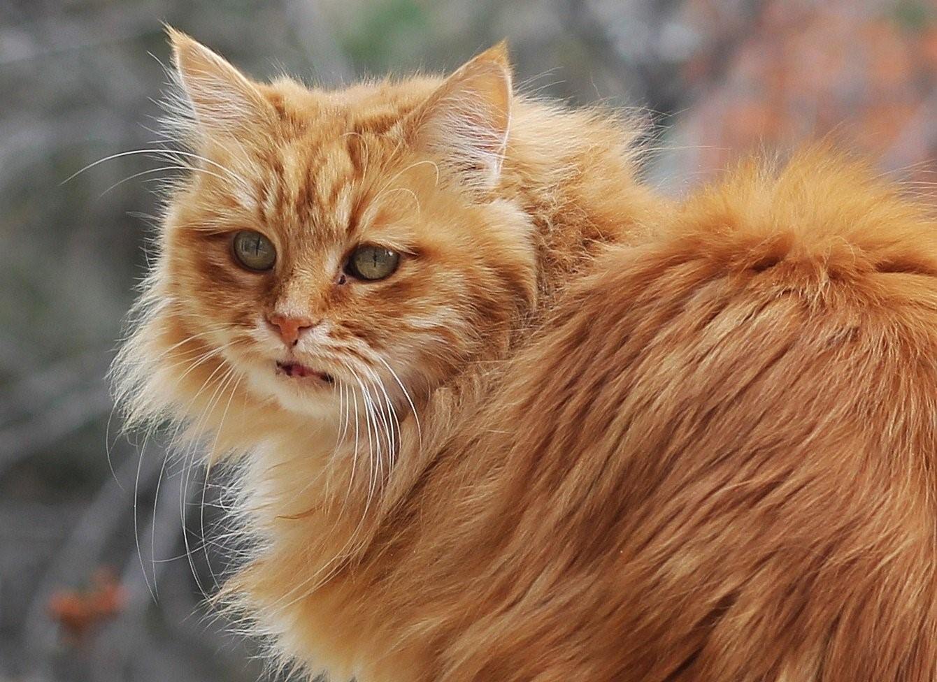 Породы рыжих котов с фотографиями и названиями пушистые