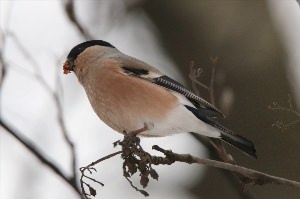 Зимующие птицы Костромской области