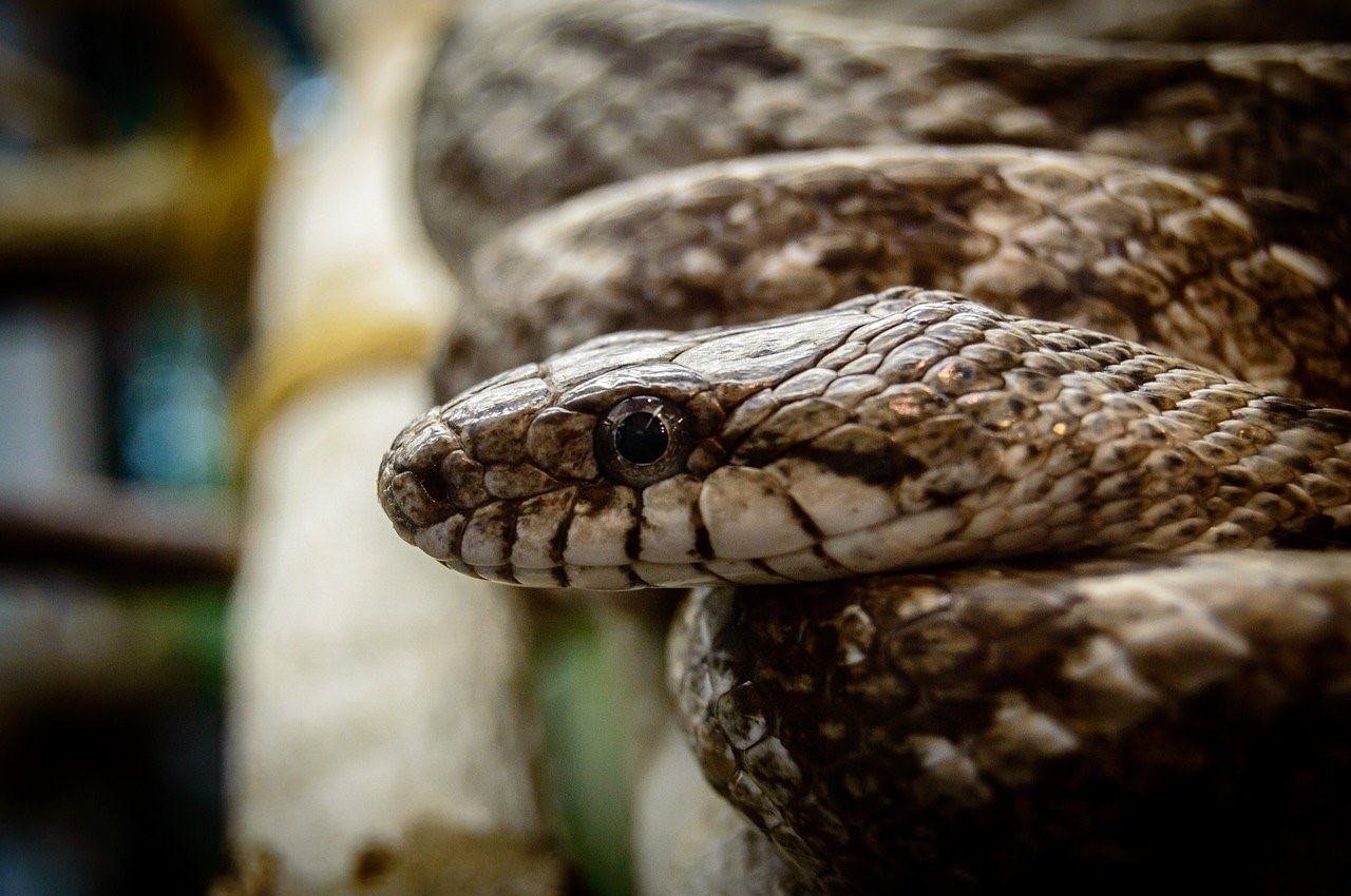 фото змей головы